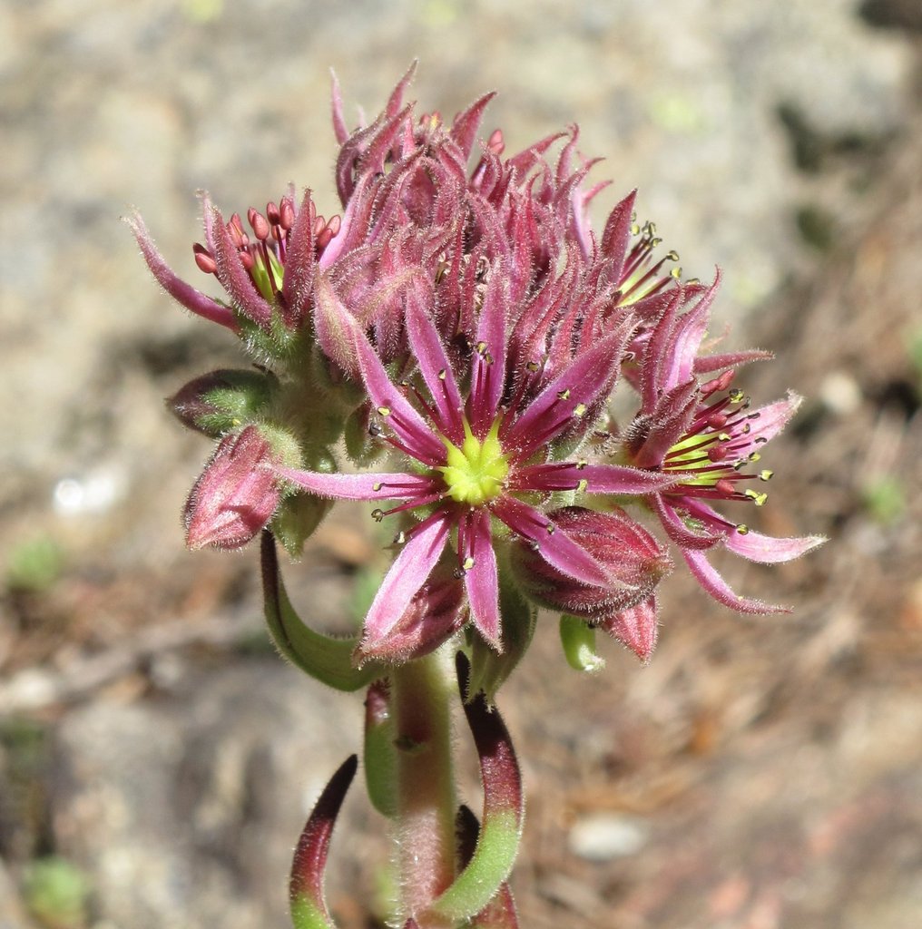 Sempervivum montanum